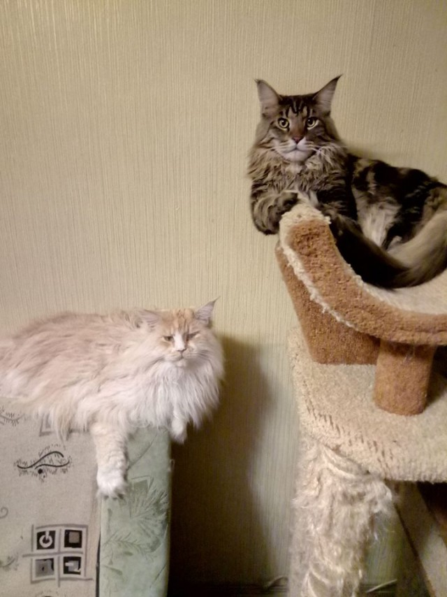 А не открыть бы нам котовторник 03.04.2018