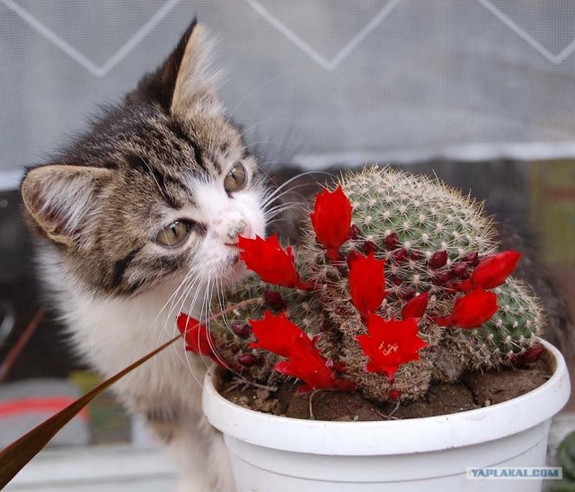 Котовторник на ЯПлакалъ (03.06), котята (31 шт)