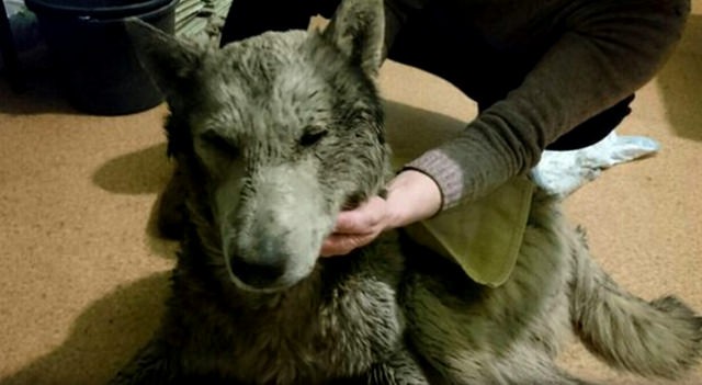 Он год боролся за жизнь после избиения за волчью внешность