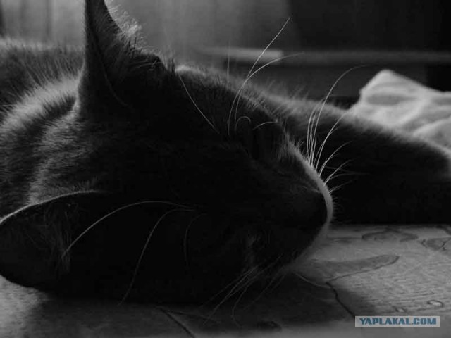 Котовторник в интересном ракурсе...