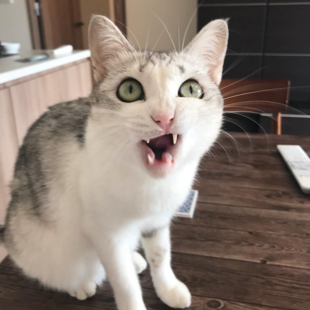 Прикольных котов пост