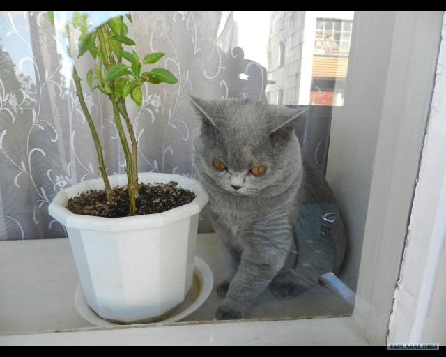 Котовторник
