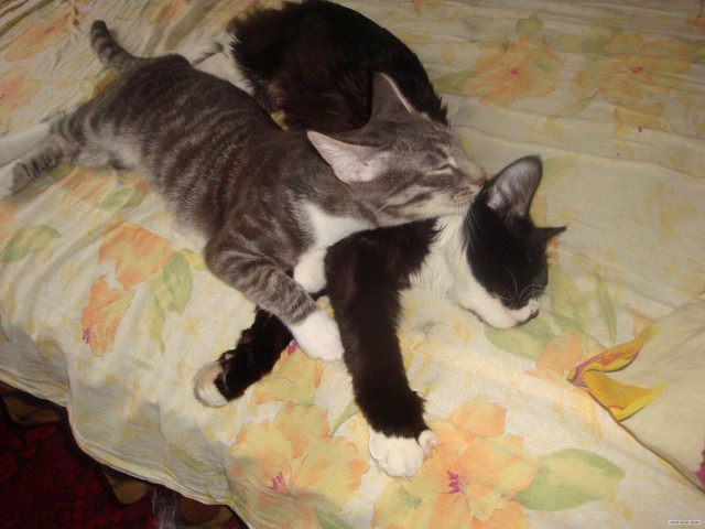 Котовторник с Кузей