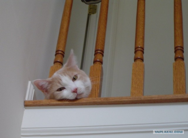 Котовторник в "КотоГетто"