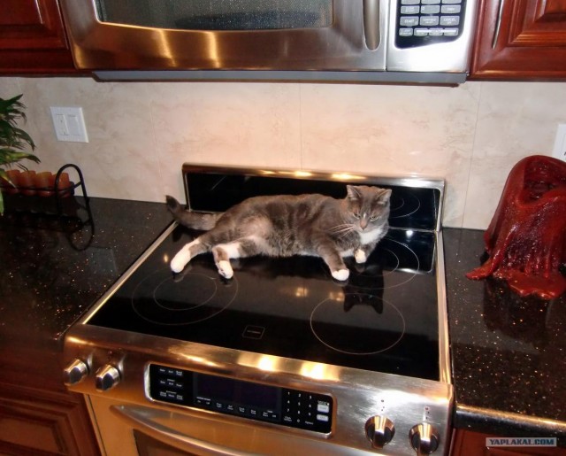 Котовторник!
