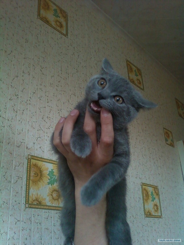 Котовторник 06.12.2011