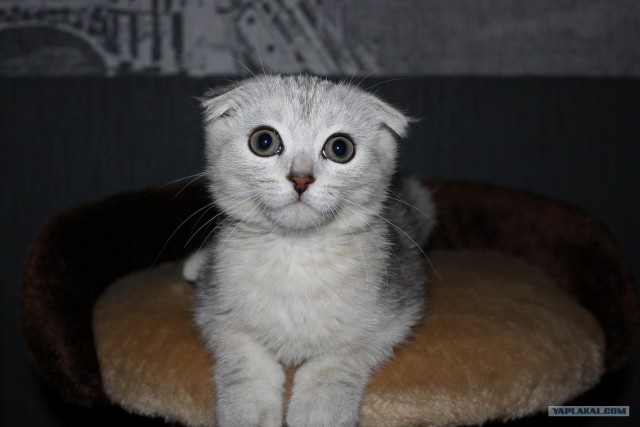 Котовторник 20.12.2011