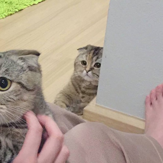 Прикольных котов пост