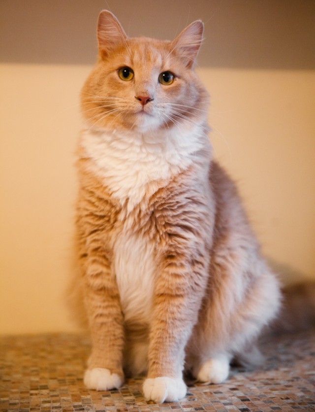 Прикольных котов пост
