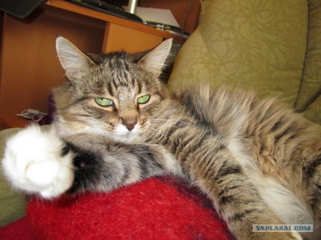Котовторник  4.09.12