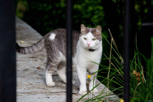 Котонянька и котовторник