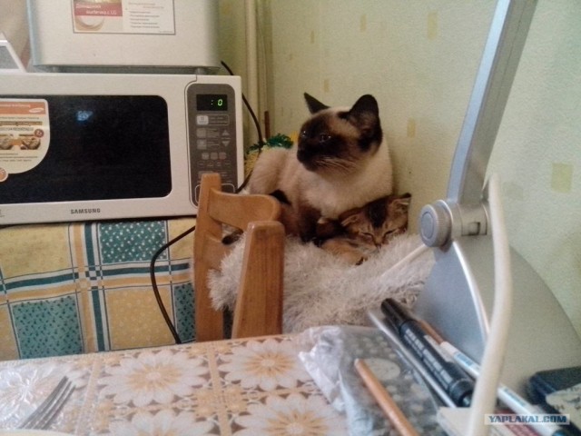 Котовторник ( 23.10. 2012. )