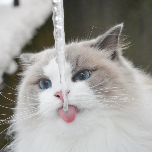 Прикольных котов пост