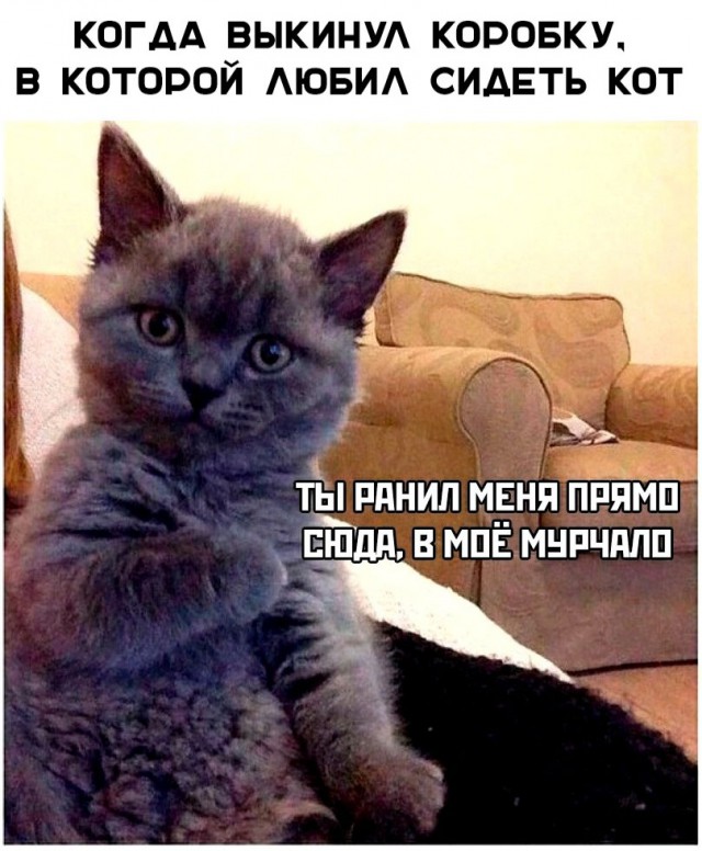 Забавные фото котеек