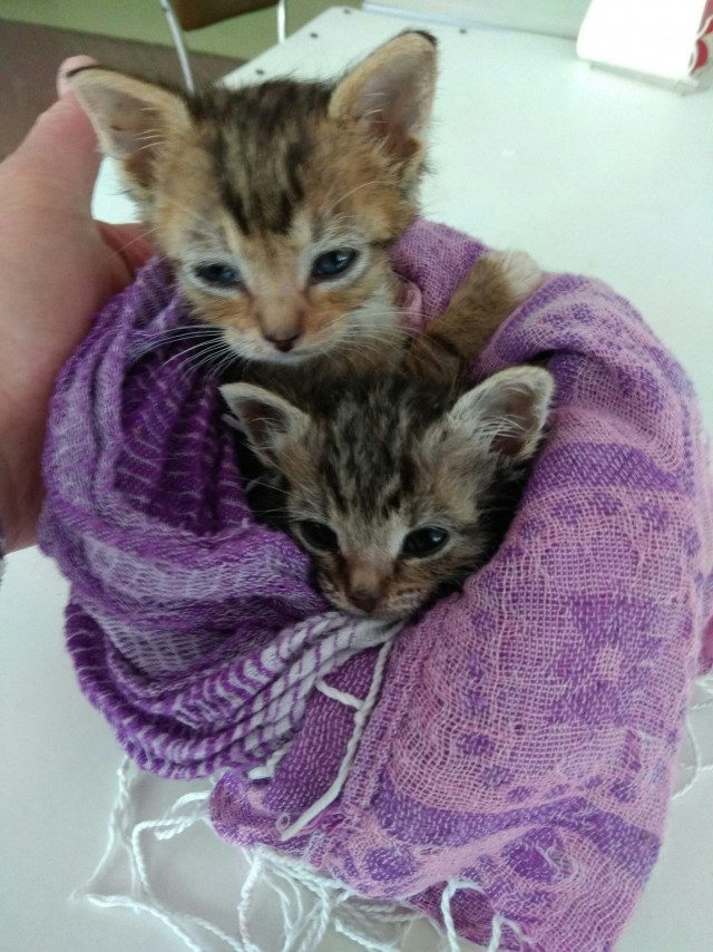 Забавные фото котеек