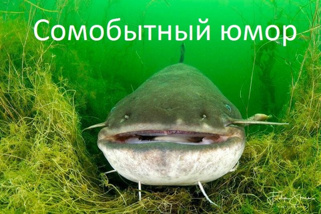 Истории про сома