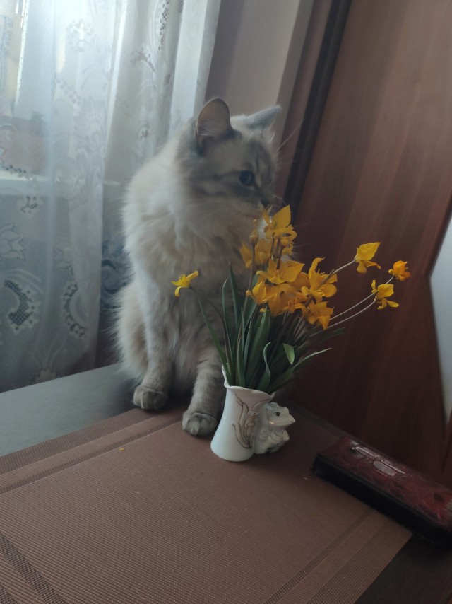 А какие у вас питомцы?