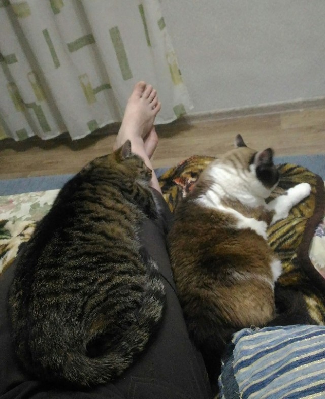 Давайте по котикам, которые с нами на самоизоляции