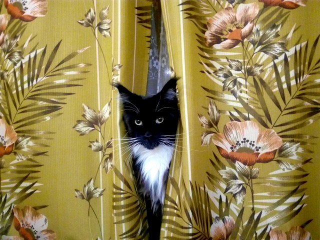 Давайте по котикам, которые с нами на самоизоляции