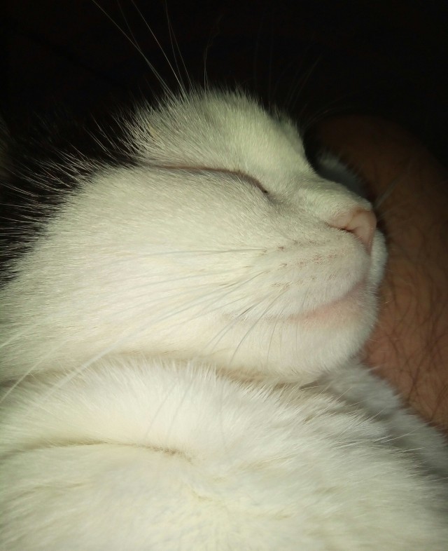 Котовторник