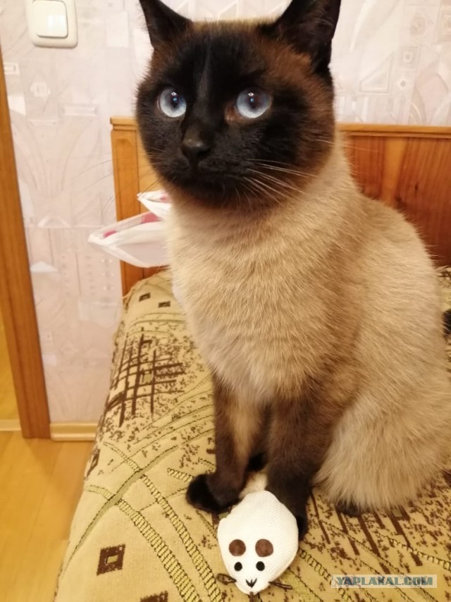 Котовторник. Пополнение семейства