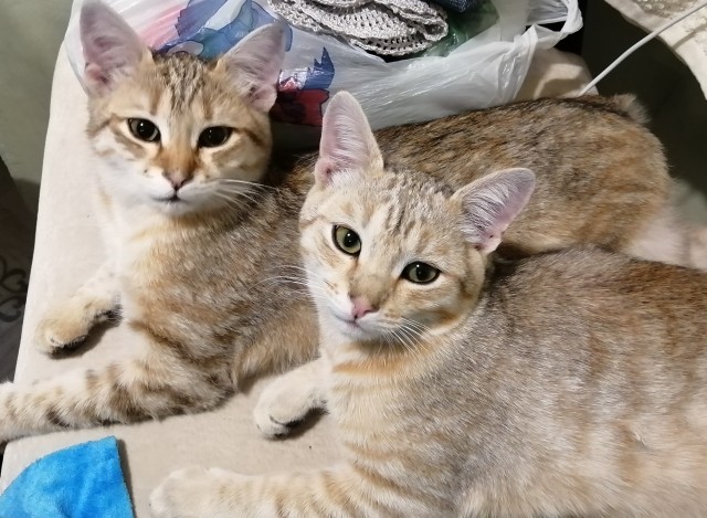 Котовторник. Наша собственная банда