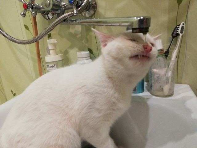 А котовторник уже начался?