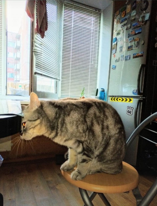 Хоба! Котовторник!