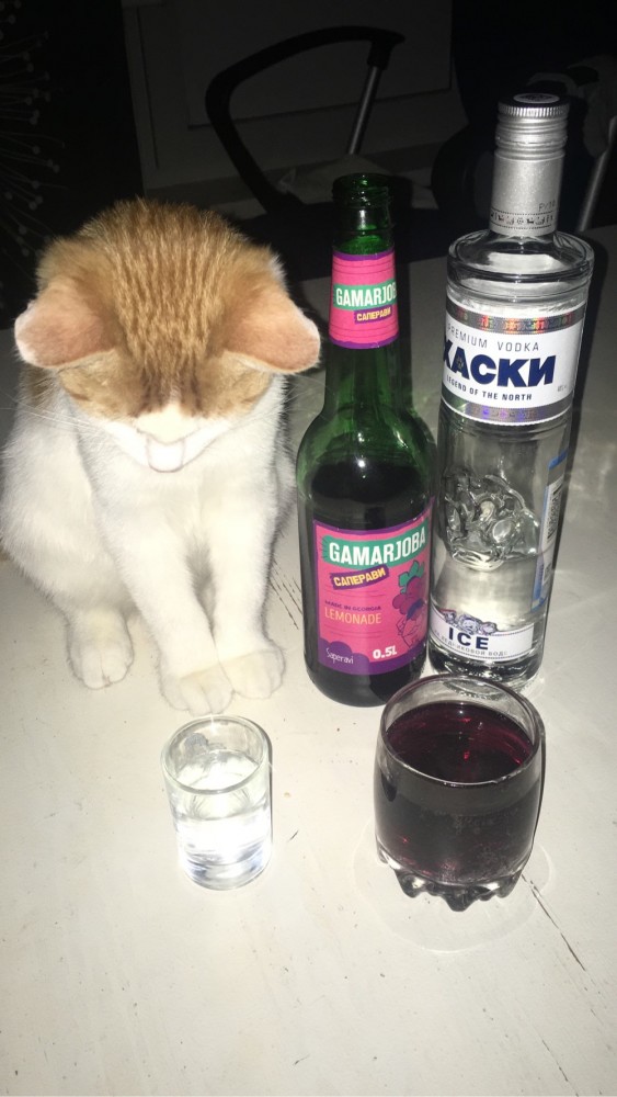 В котовторник у меня кот породы собутыльник