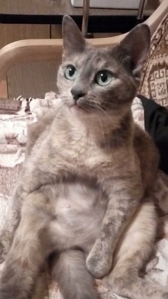Мой самый первый КОТовторник!