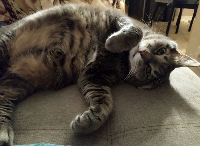 К котовторнику