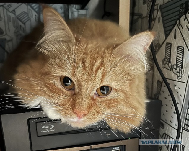 К котовторнику