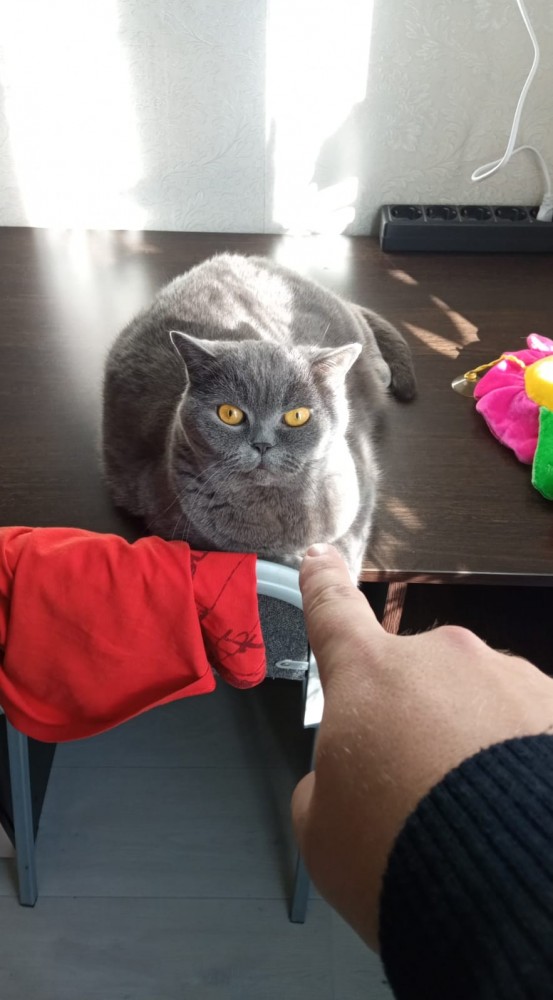 Котовторнику быть