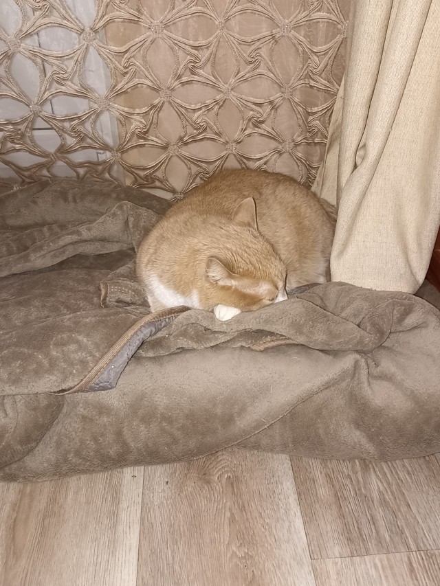 Котовторник вроде.