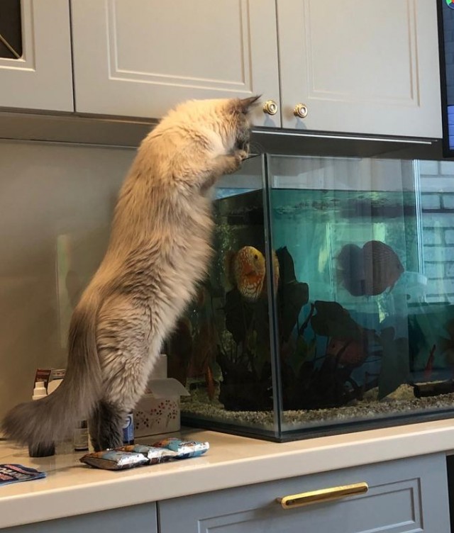 Ну, поехали в котоввторник!
