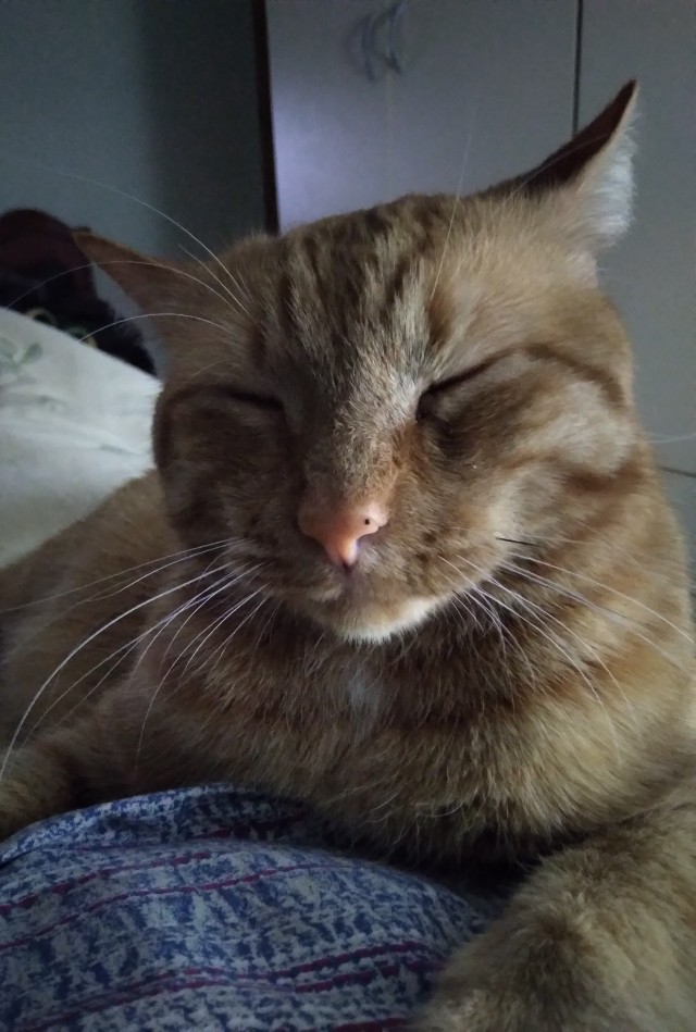 Рыжий кот