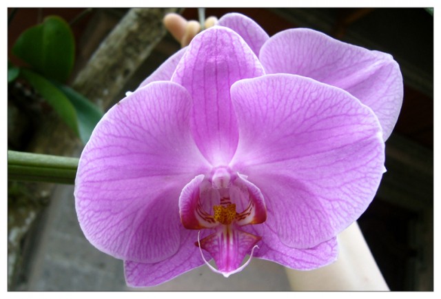 Мы на о. Бали / Индонезия.