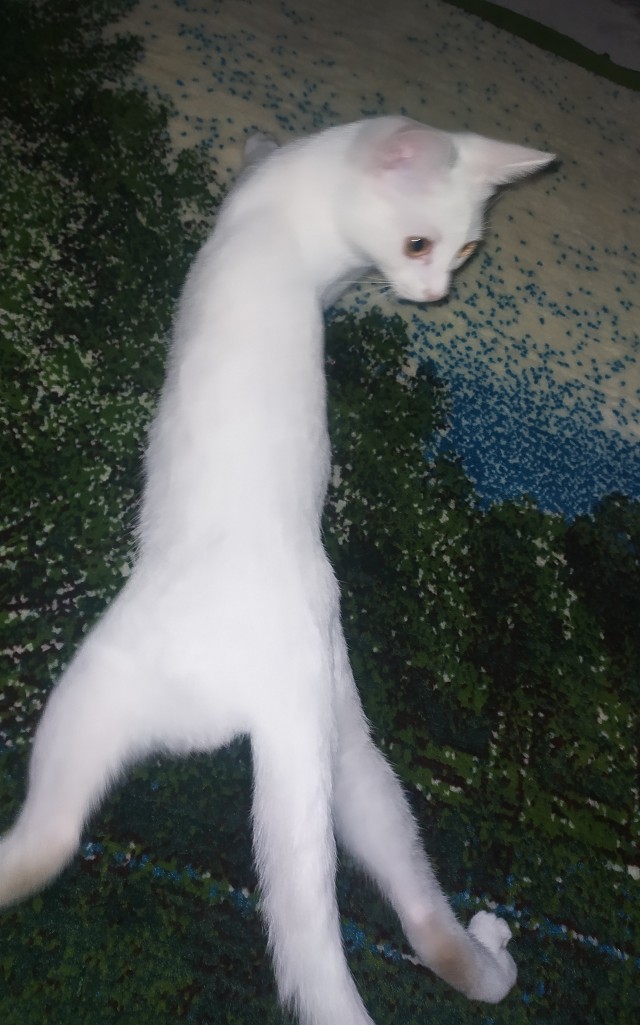 Начну котовторник чуть раньше!