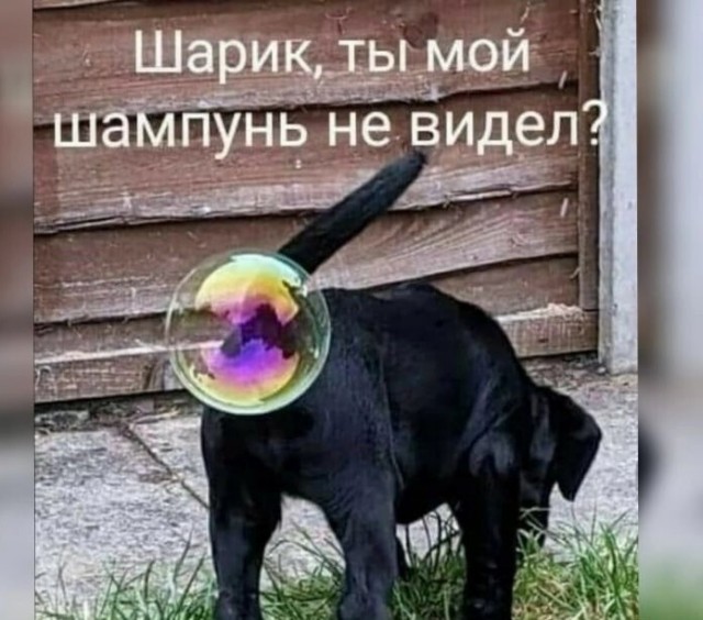Баянисто-небаянистый юмор 25.07.22