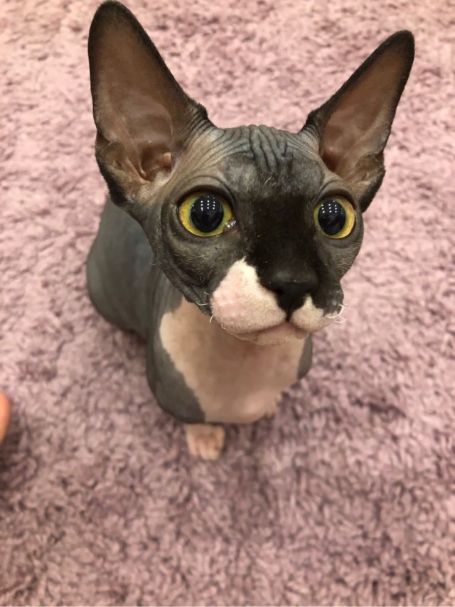 Ориентальная кошка