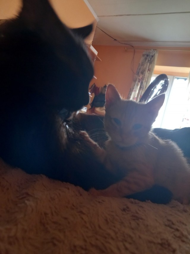 Котовторник 18.10.22