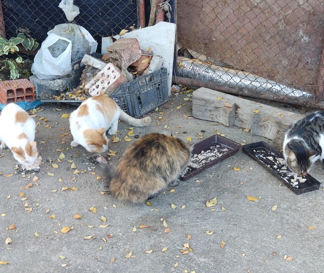 Котовторник, пополнение