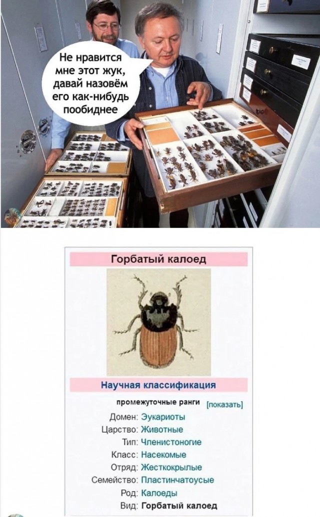 Баянистых и не очень картинок