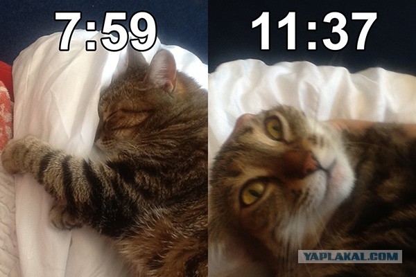 Как я просыпаю(сь) на работу