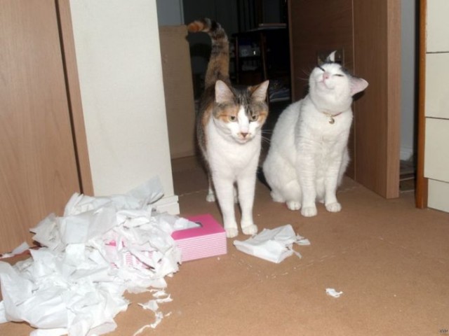 Котовторнику посвящается
