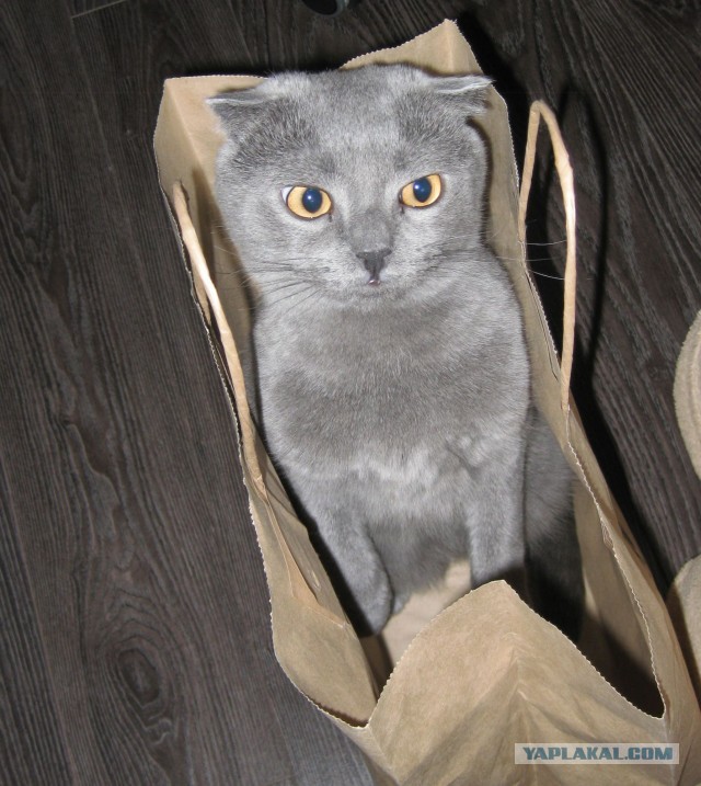 Котовторник 09.04.2013
