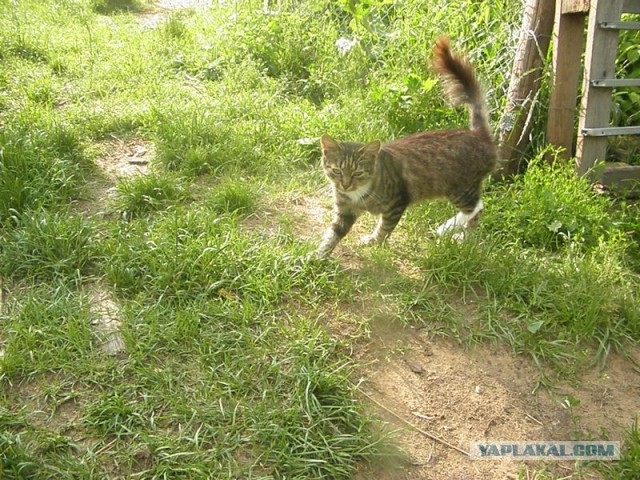 Жизнь домашнего приюта для котеек 452