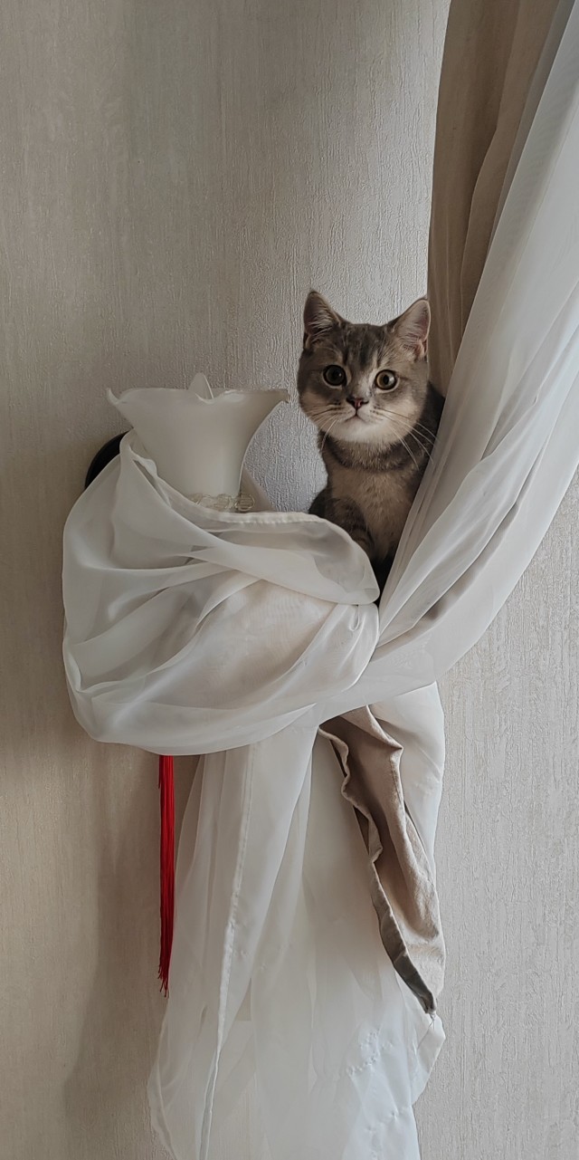 К - Котовторник ☺ Пополнение