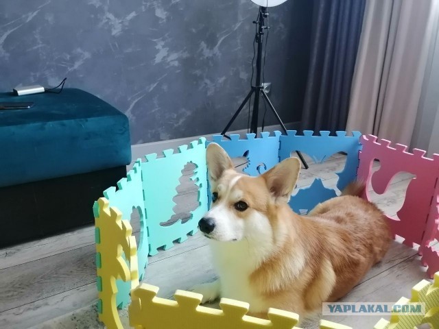 Моя чебурашка