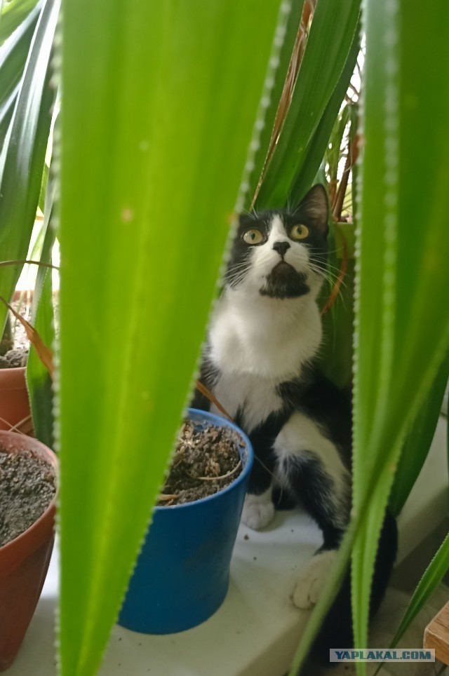 Кошка Вася.